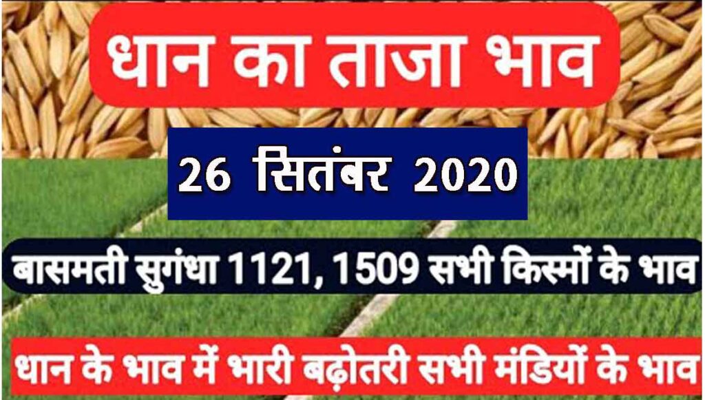 Today Paddy Mandi Bhav