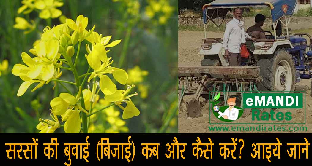 सरसों की बुवाई