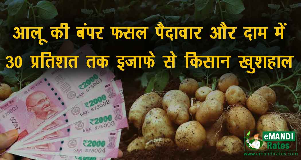 आलू की बंपर पैदावार