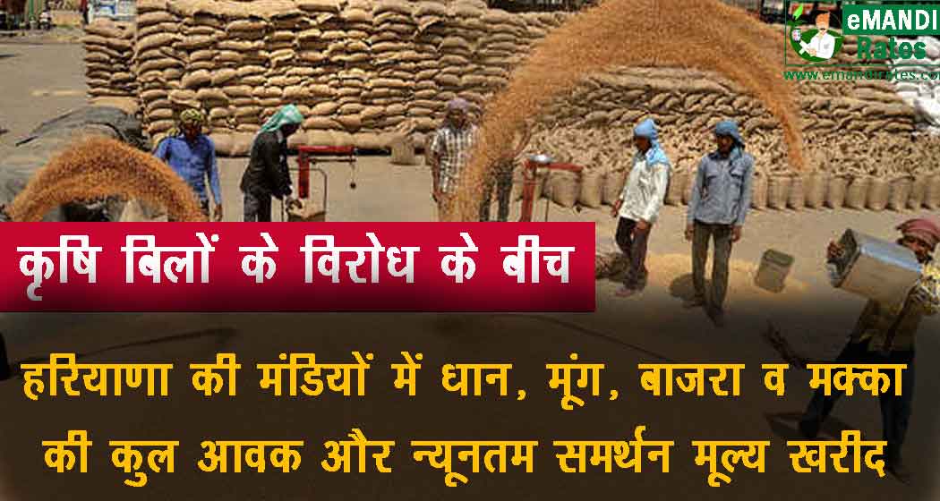 हरियाणा धान की MSP खरीद और कुल आवक अनाज मंडियों में