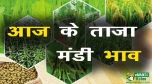 मंडी भाव 11 फरवरी 2021