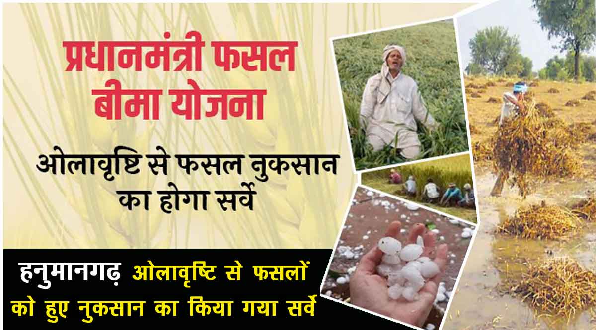 हनुमानगढ़ जिले में फसल नुकसान का सर्वे 2021-22