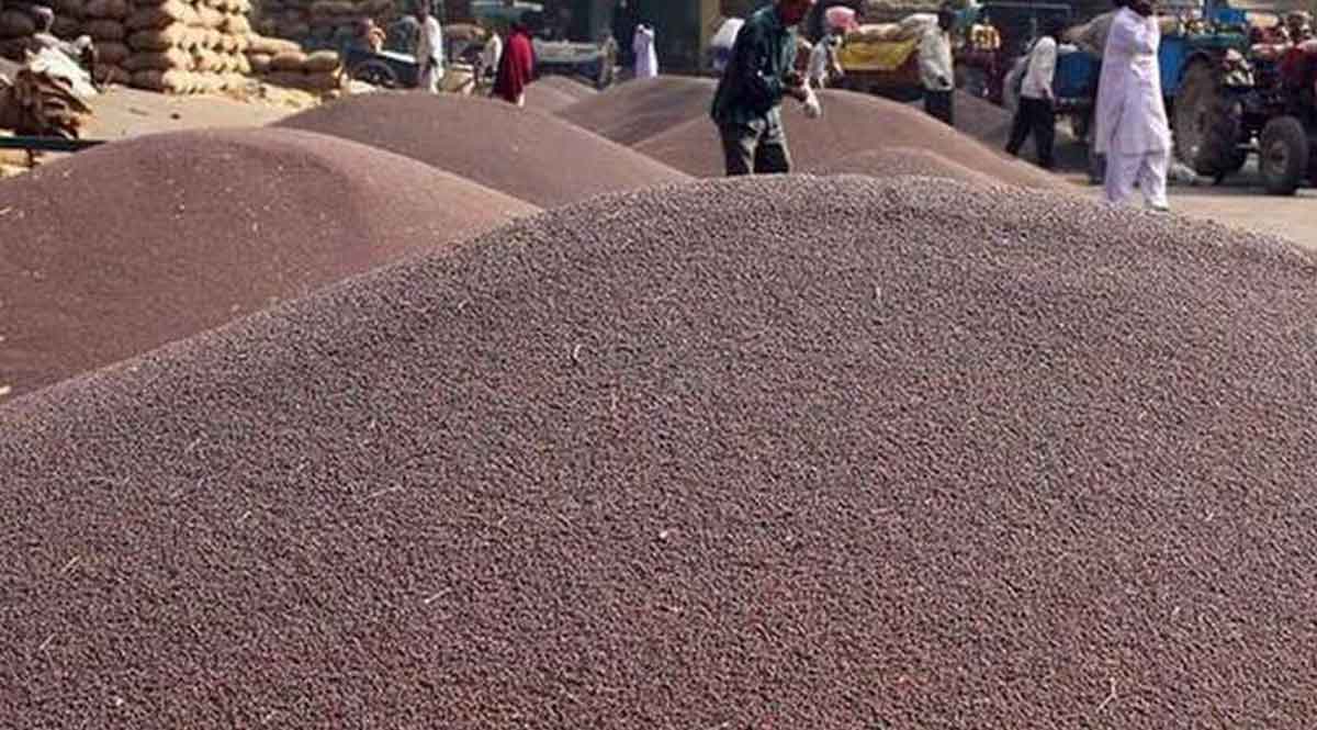 सरसों की समर्थन मूल्य पर सरकारी खरीद 15 मार्च से होगी शुरू, ये है रेट