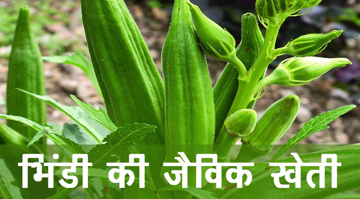 भिंडी की जैविक खेती