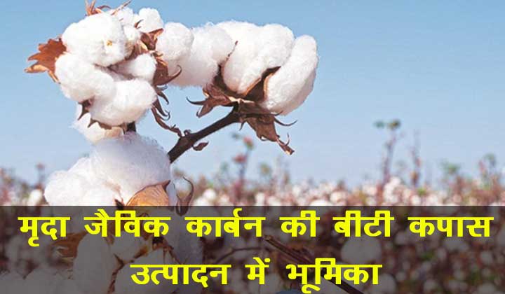 Role of soil organic carbon in Bt cotton production