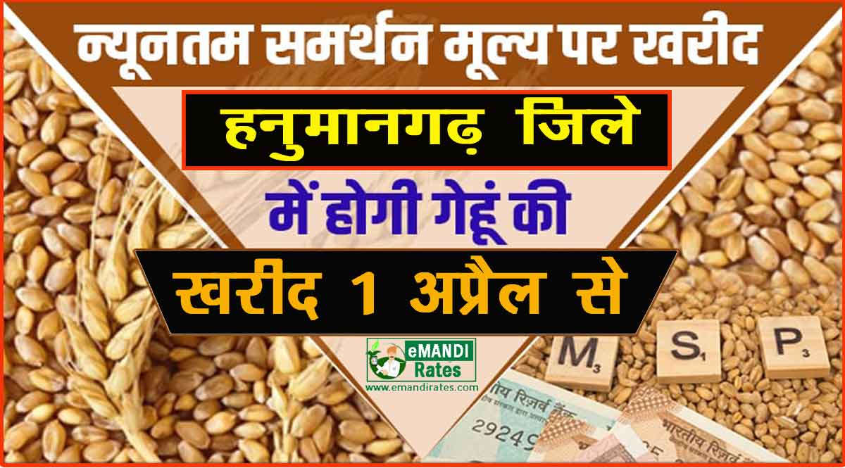 Gehu Kharid : Purchase Of Wheat At 16 Centers In Hanumangarh District On Minimum Support Price