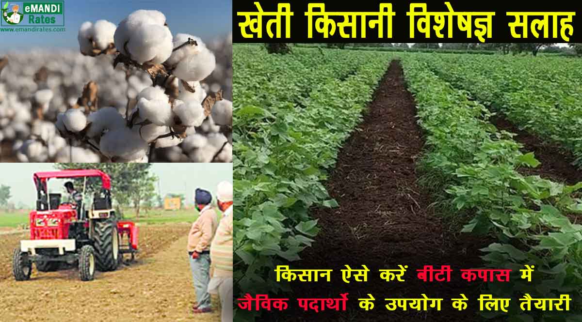 कपास की जैविक खेती