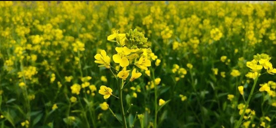 aaj ka sarson ka bhav