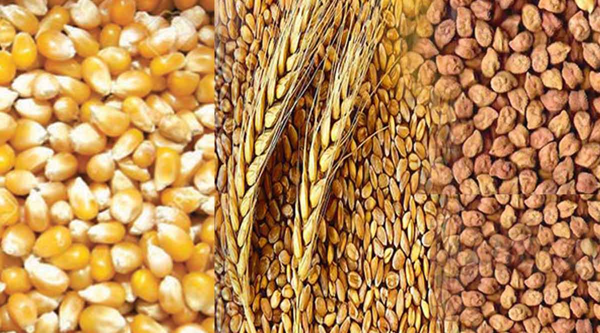 चने गेहूं मक्के