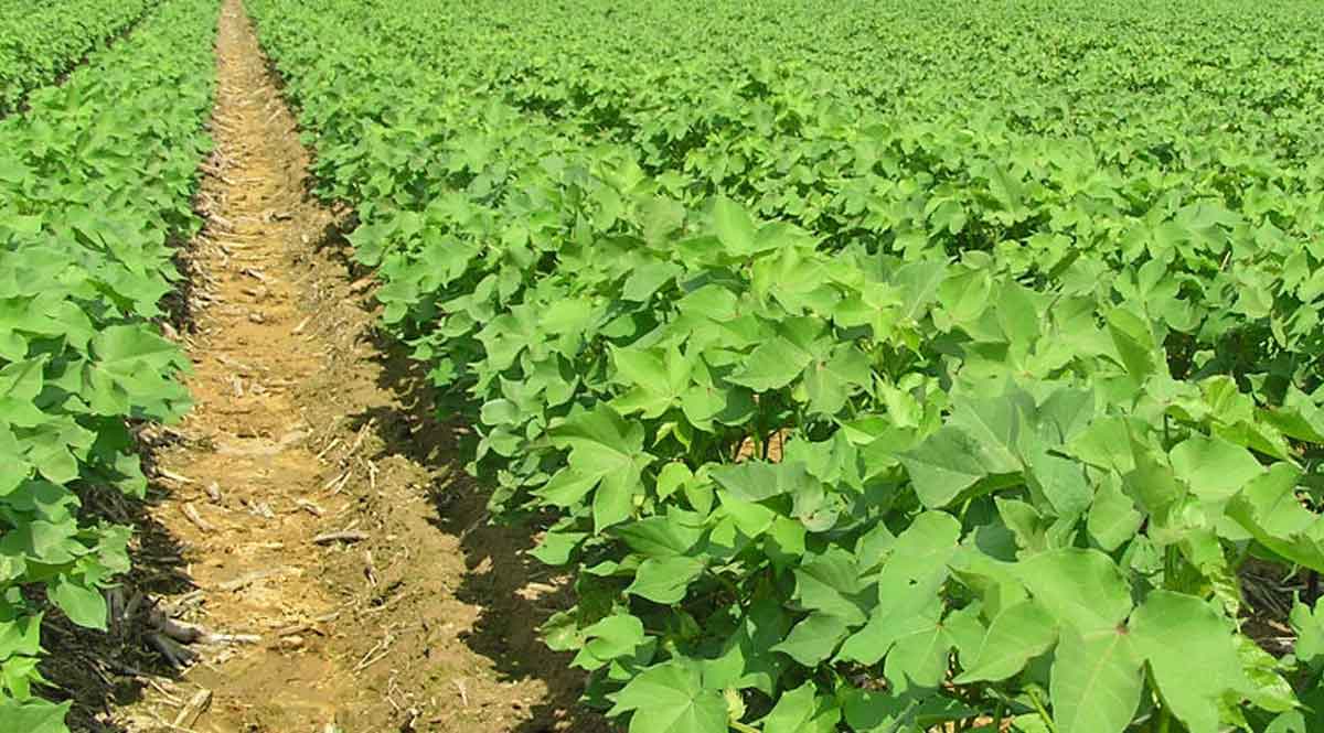 नरमा बुवाई