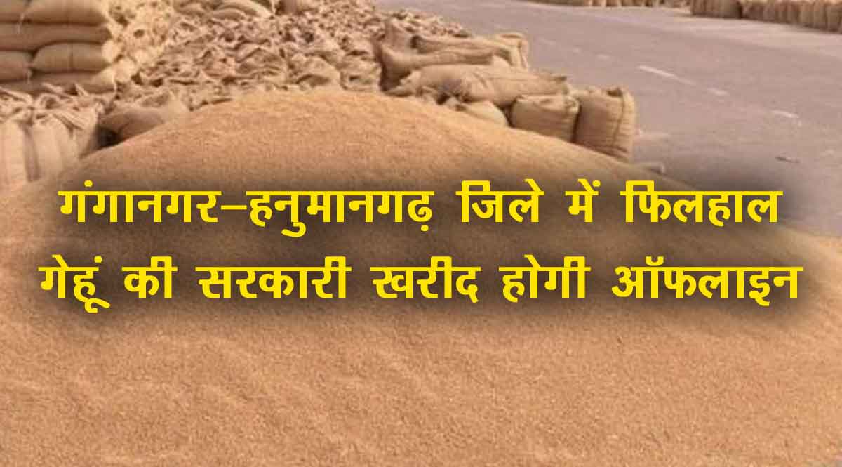 गंगानगर हनुमानगढ़ गेहूं की ऑफलाइन खरीद