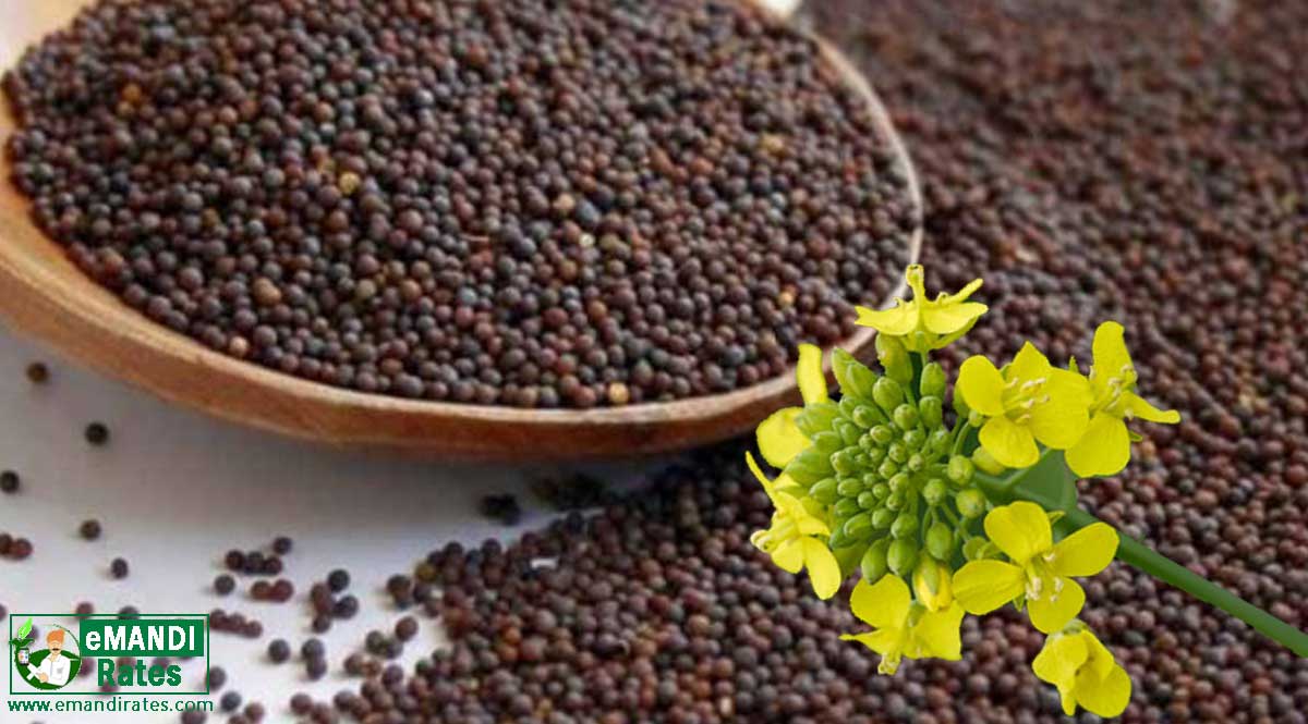 mustard seed (Sarso) today mandi rate