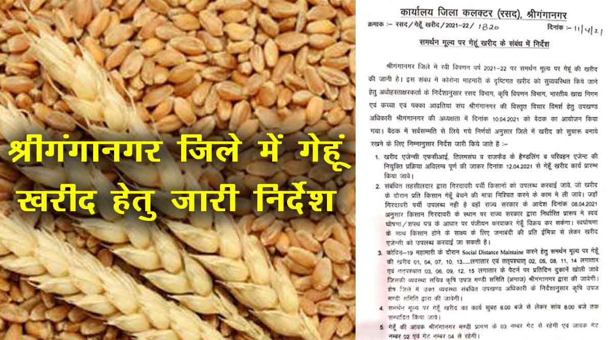 Important guidelines issued for procurement of wheat on support price in Sriganganagar district-2021