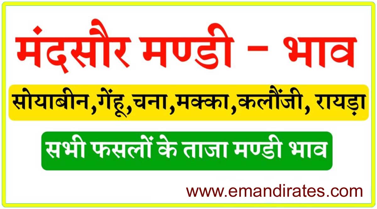 Mandsaur Mandi Bhav