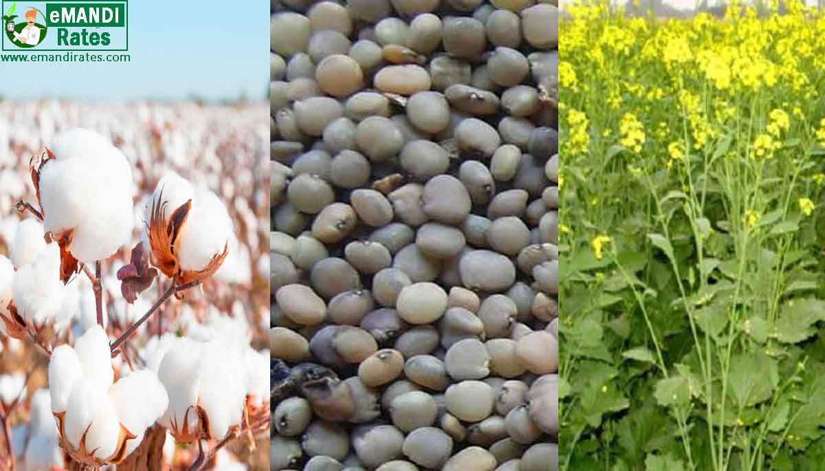 cotton mustard Guar rate today