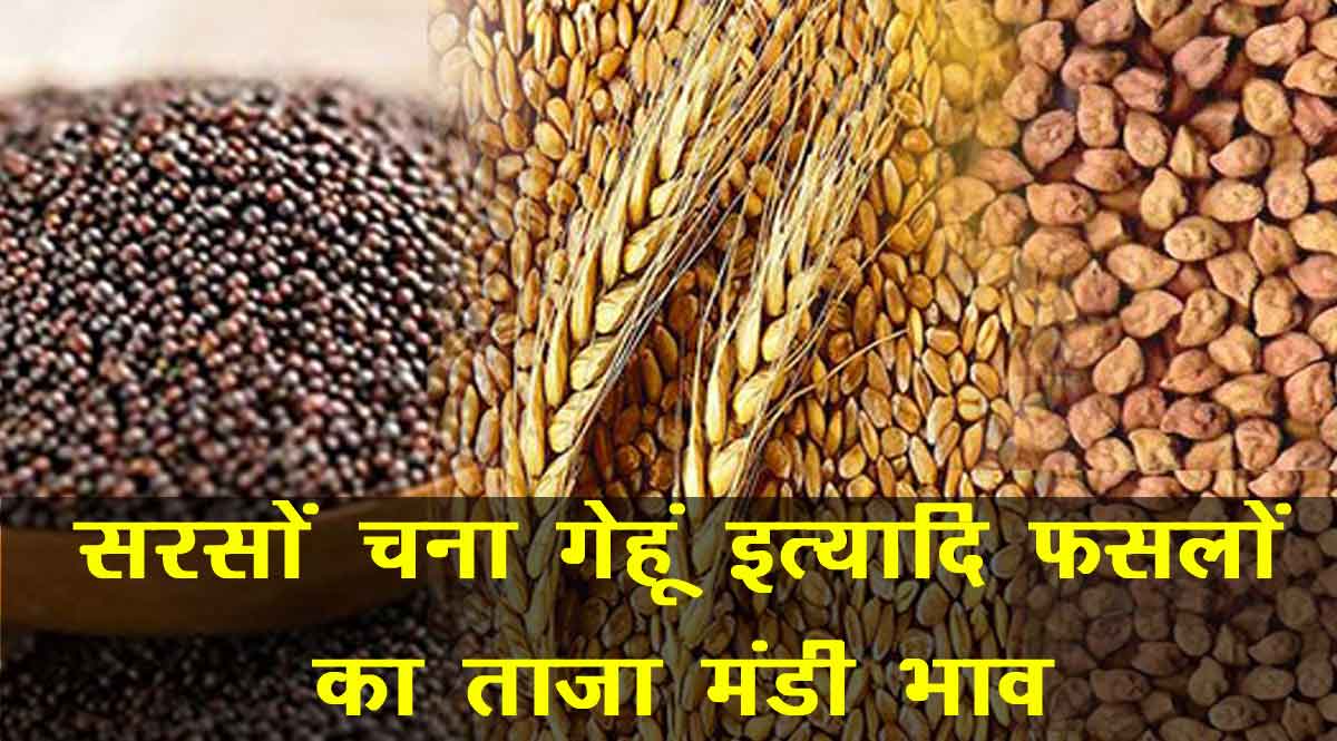 अनाज मंडी भाव 14 अगस्त 2021