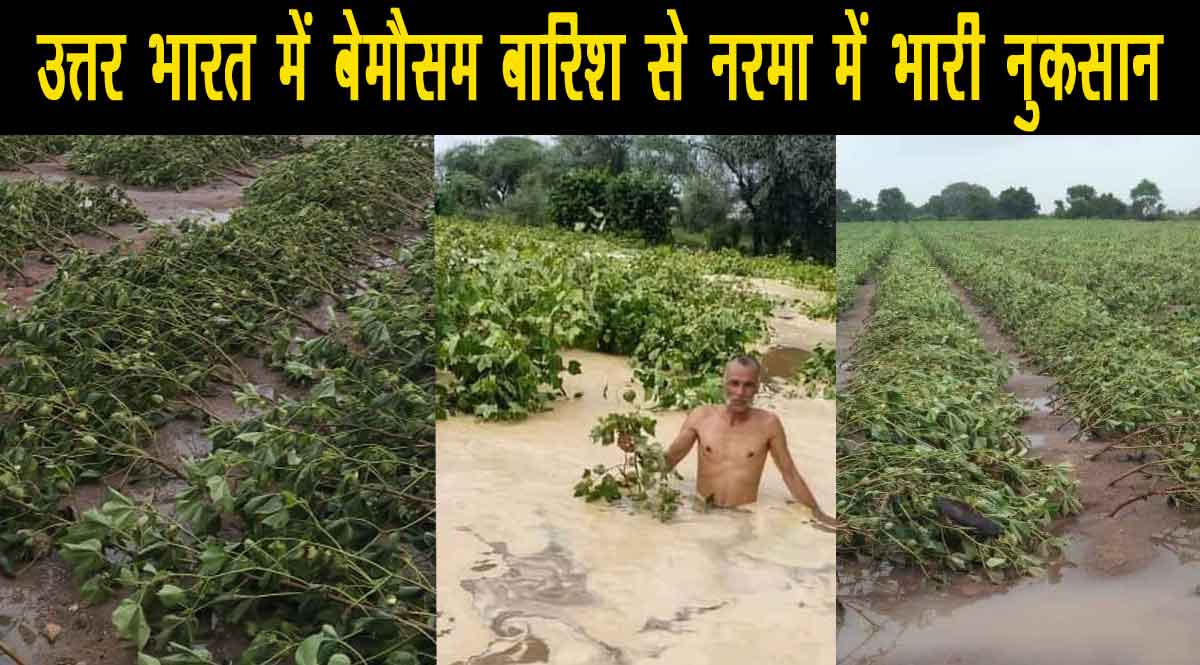 बेमौसम बारिश से हरियाणा राजस्थान पंजाब में नरमा/कॉटन को भारी नुकसान