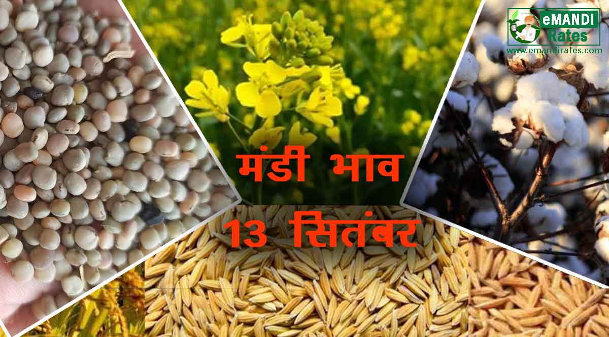 कृषि उपज मंडी भाव 13 सितम्बर 2021
