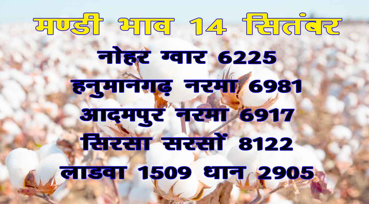 अनाज मंडी भाव 14 सितंबर 2021
