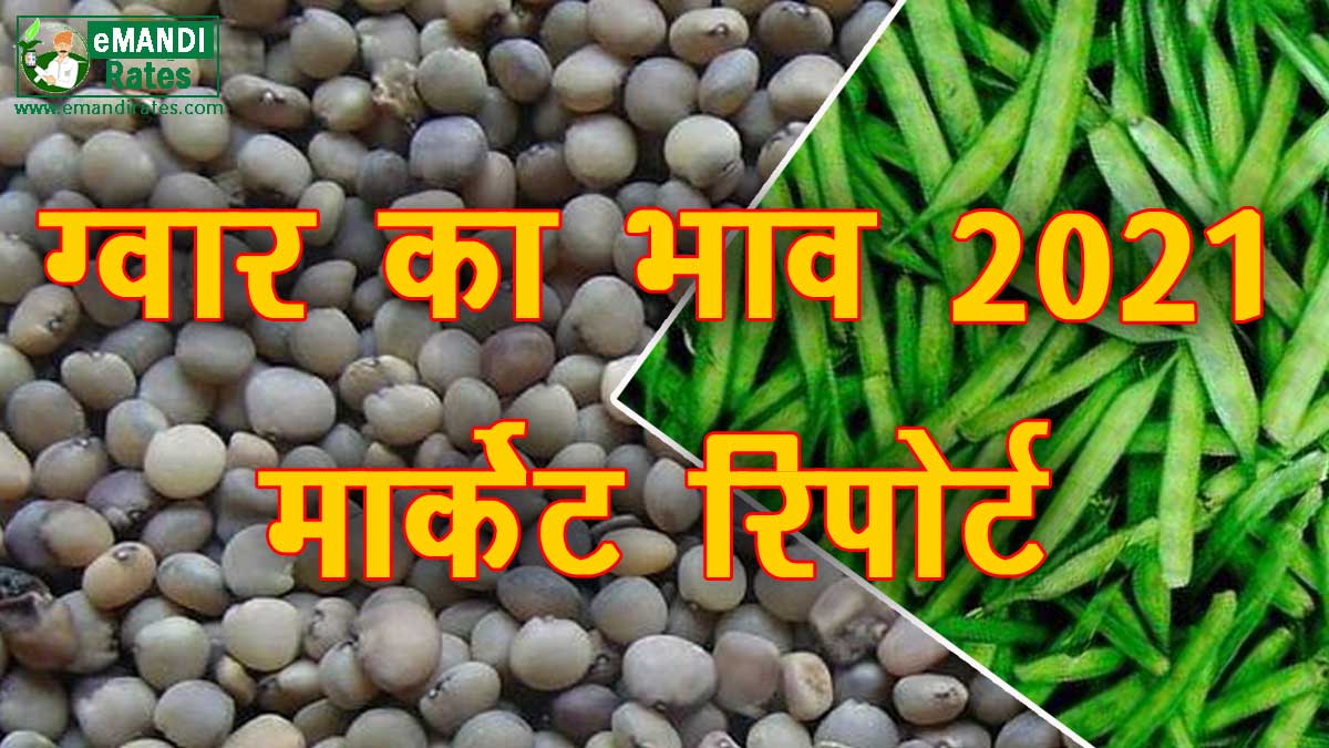Guar Bhav Today