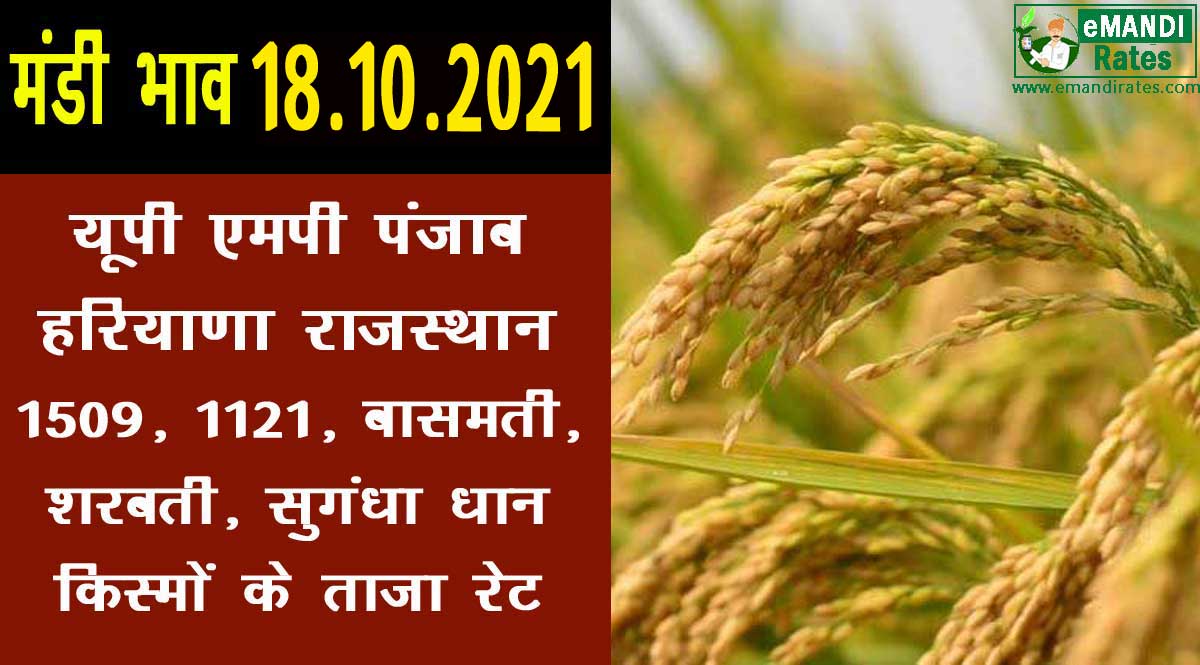 धान का रेट 18-10-2021