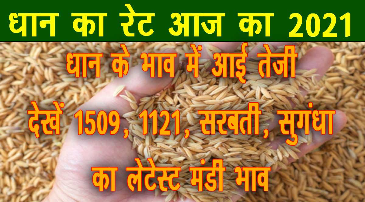 dhan price today 2021