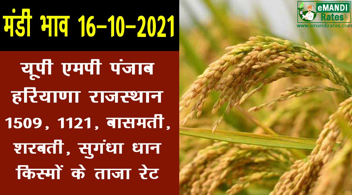 dhan rate today 16 october
