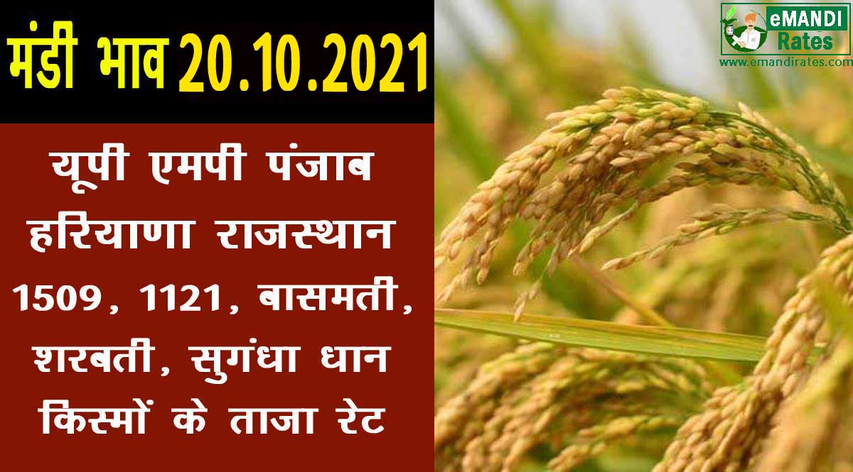 धान का प्राइस 20-10-2021