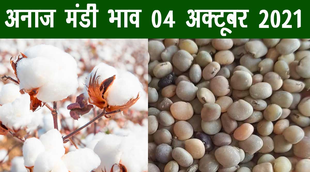 ग्वार नरमा मंडी भाव 04 अक्टूबर 2021