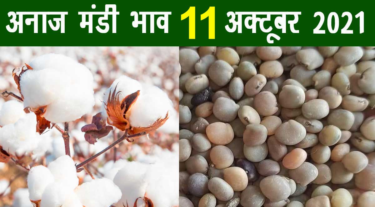 मंडी भाव 11 अक्टूबर 2021