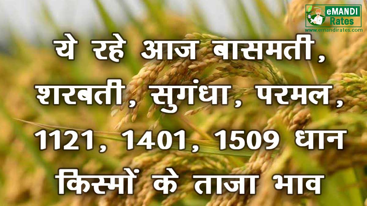 Dhan ka Rate Today 2022