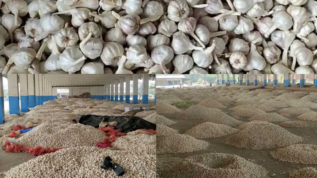 Latest status of garlic in Mandsaur Mandi