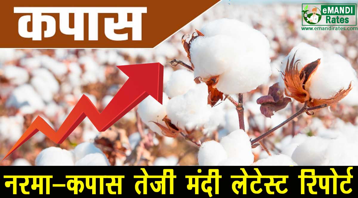 Narma kapas teji mandi report today