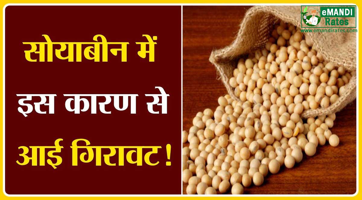 सोयाबीन की कीमतों में गिरावट
