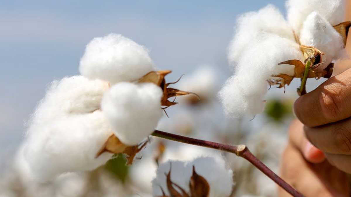 mcx cotton price today