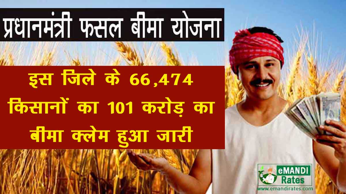 Good news: Insurance claim of 101 crores issued for 66,474 farmers of Nohar, Bhadra and Rawatsar tehsils