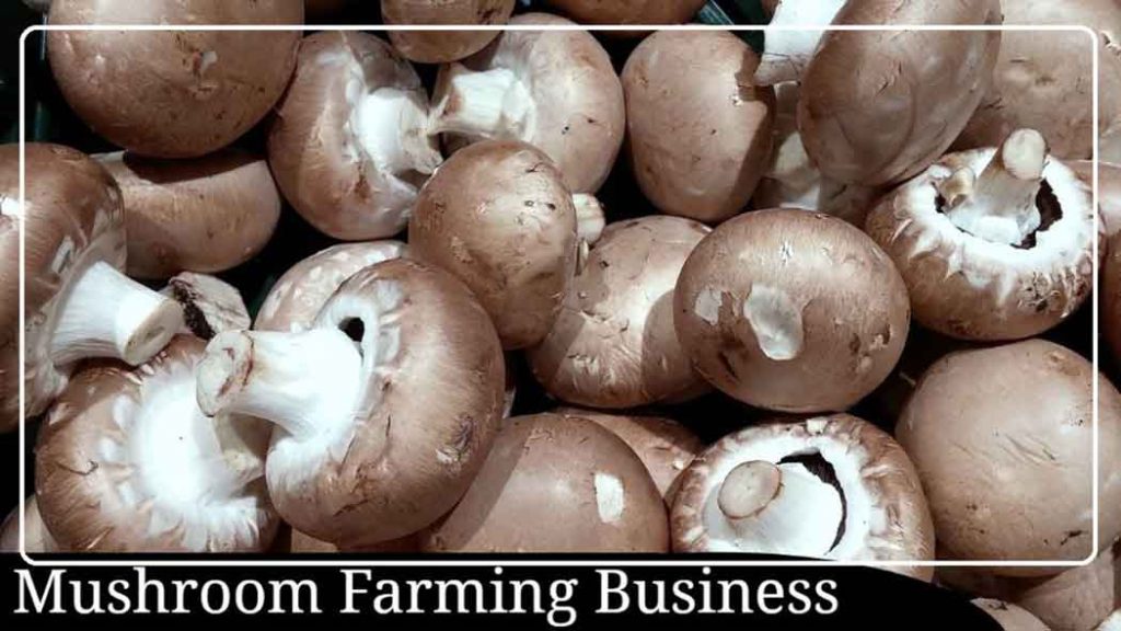 mushroom ki kheti