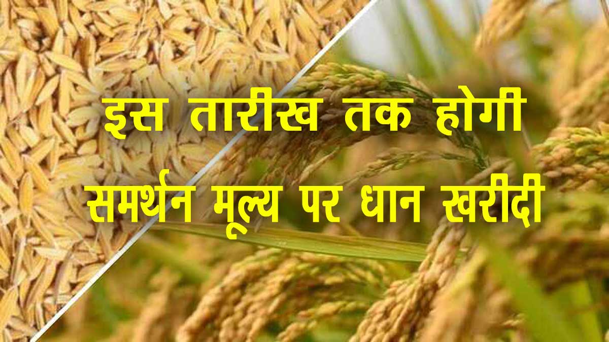 Paddy Procurement on support price