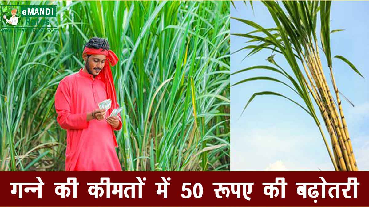 Sugarcane Price Increase in Rajasthan