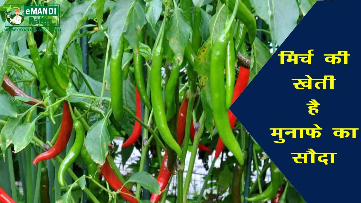 Mirch ki Kheti