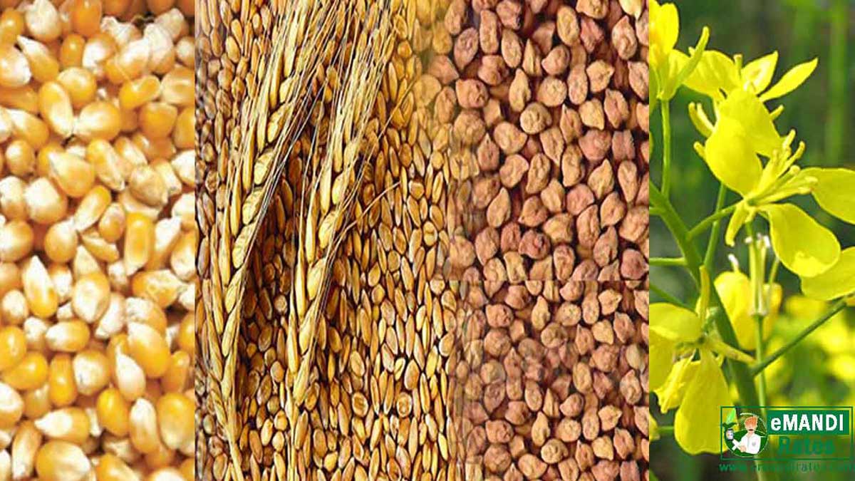 Record production of food grains in the country