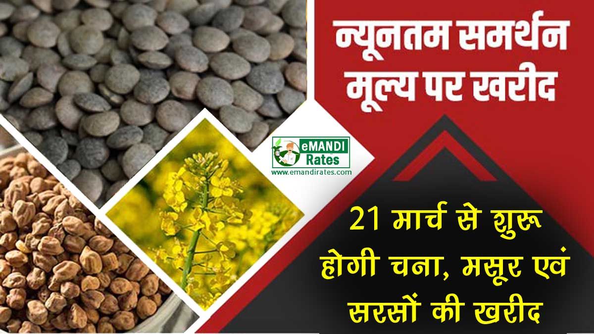 chana sarson masoor ki MSP kharid