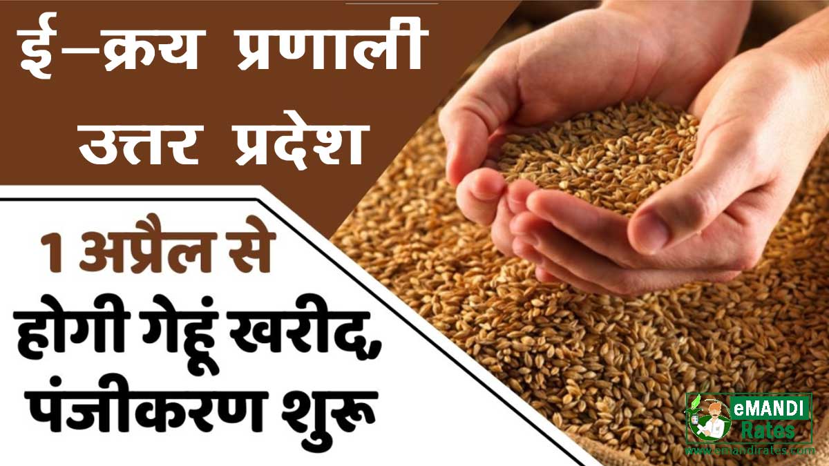 Wheat Procurement in UP