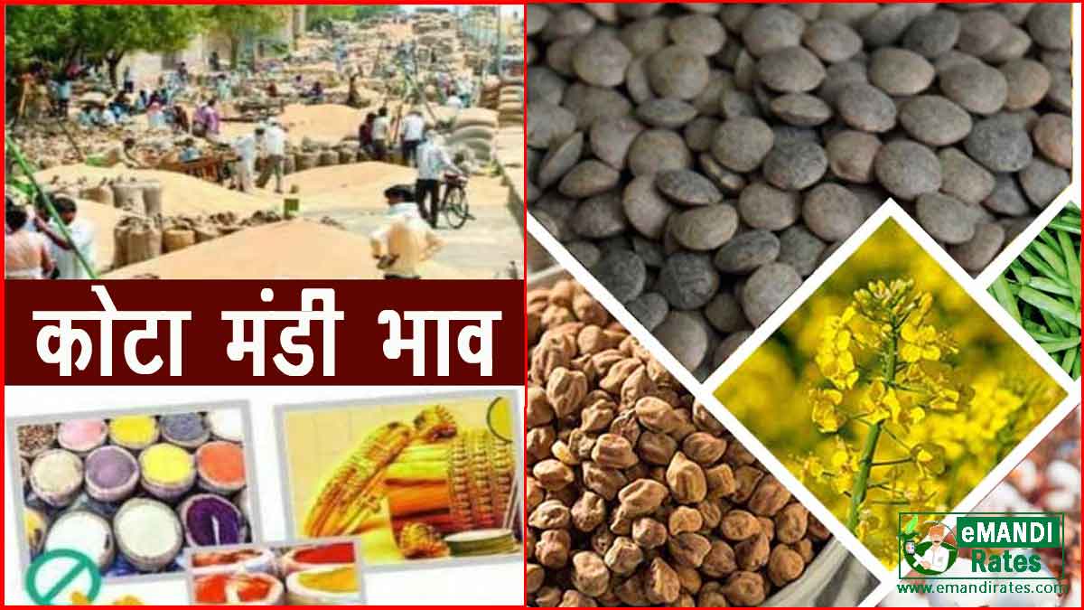 kota mandi bhav today patrika