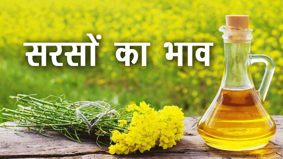 sarso ka rate today