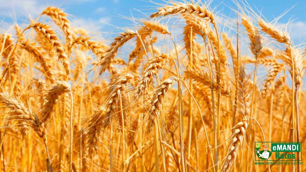 Wheat Export Ban