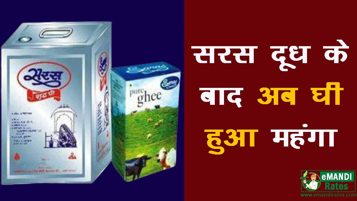 Saras Ghee Price Today