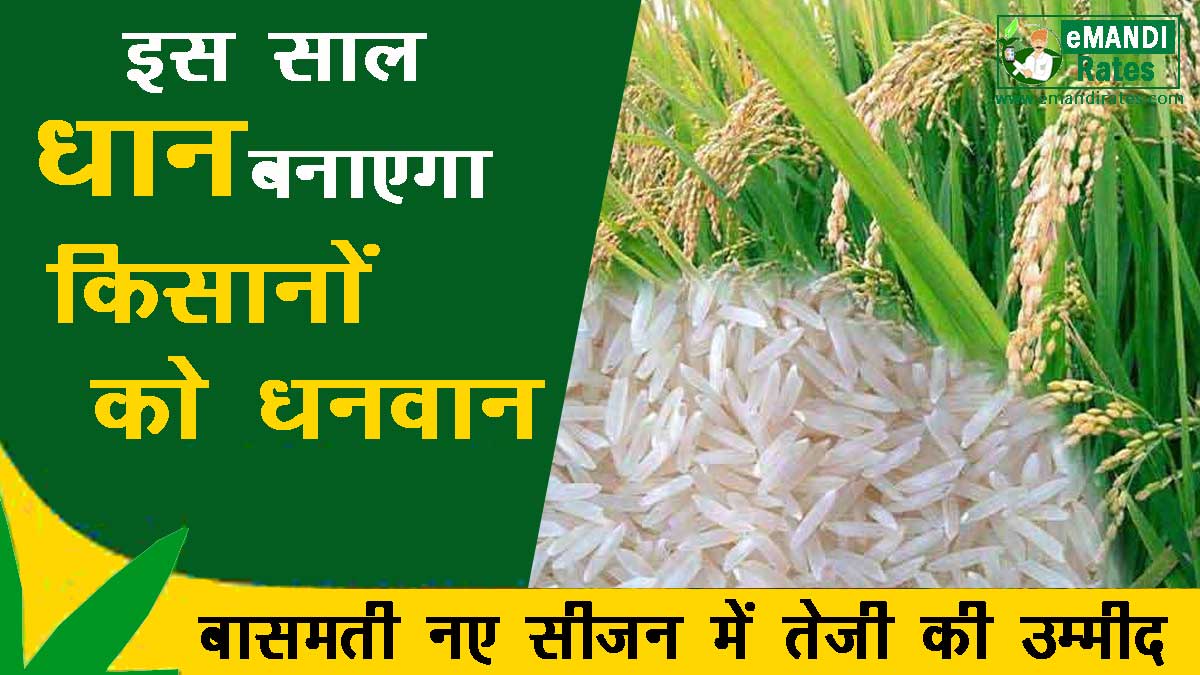 Basmati Dhan Teji Mandi Today Report