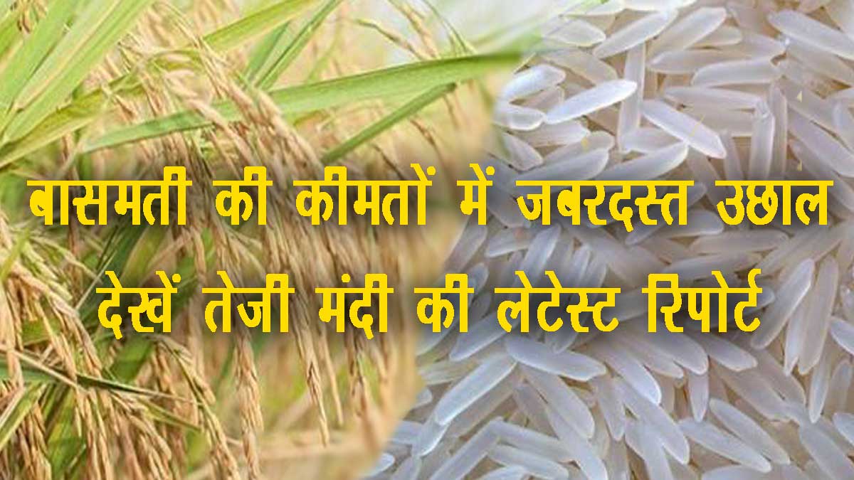 Basmati dhan teji Mandi report
