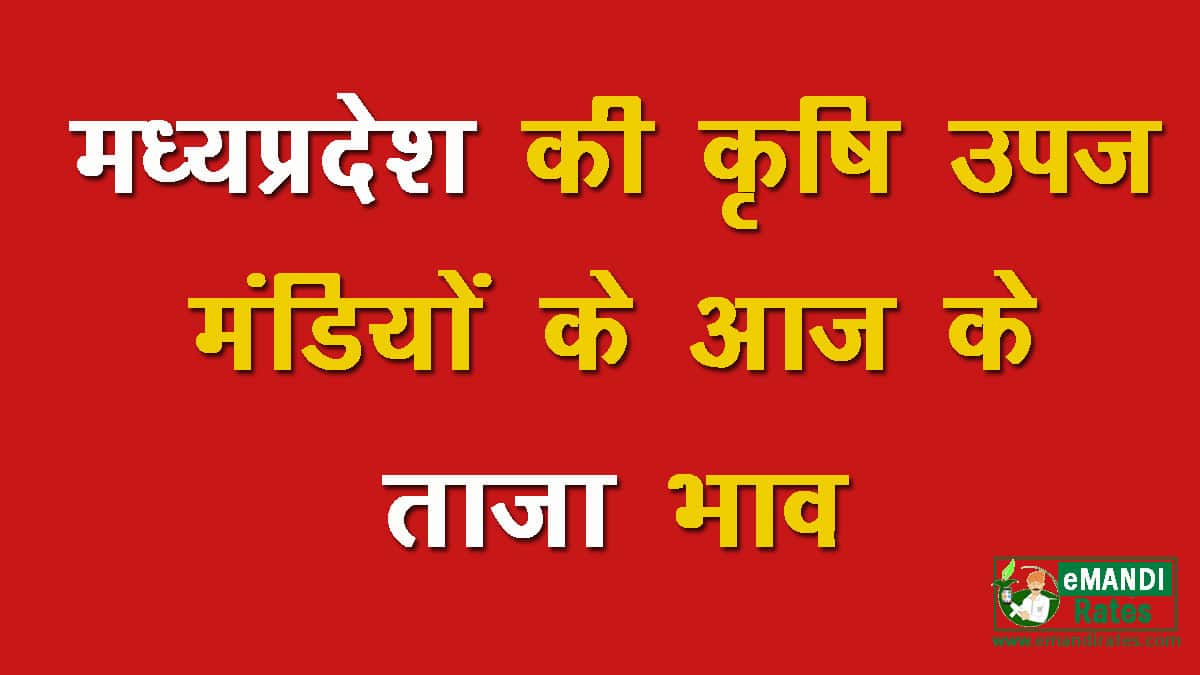 MP Mandi Bhav Today
